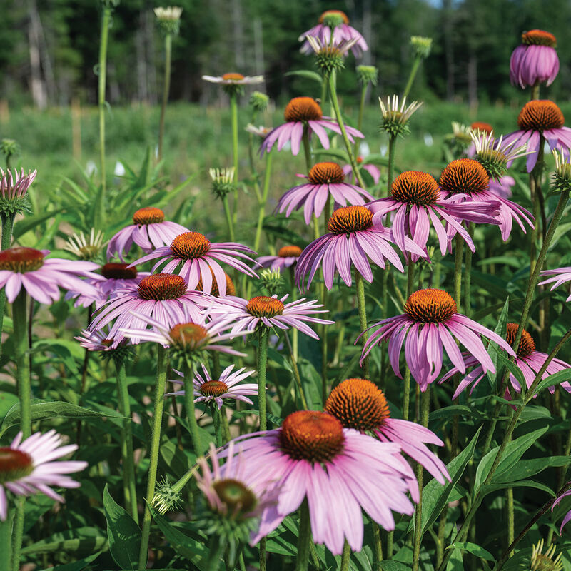 Echinacea Purpurea