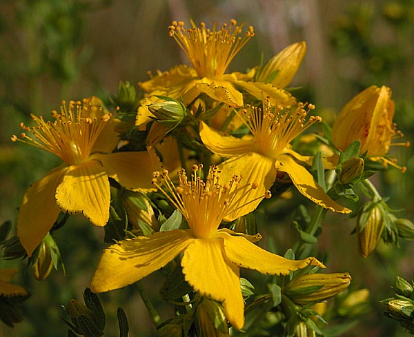Hypericum Perforatum